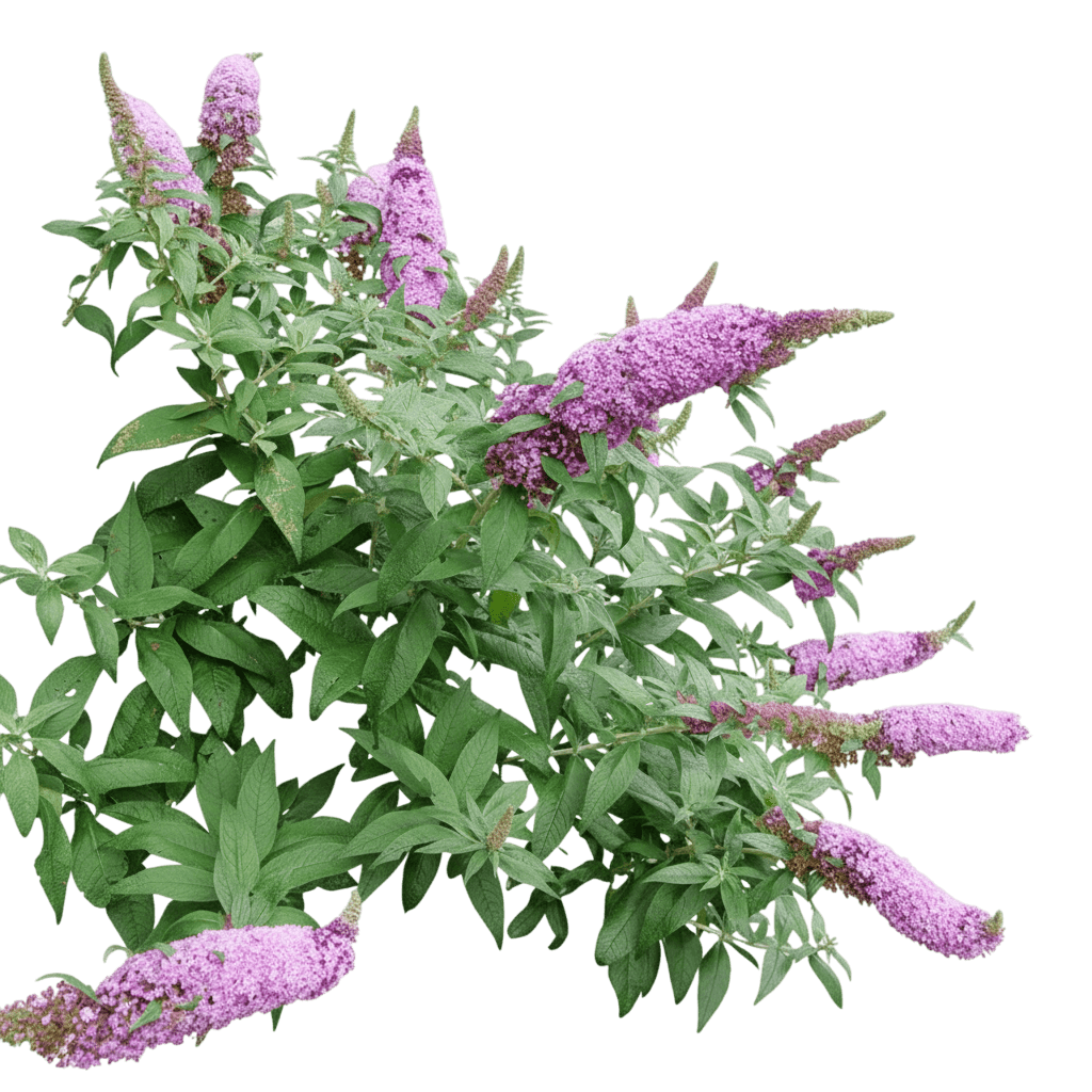 Butterfly, Pugster Pinker Bush (Buddleia Davidii Usppaf 'Smnbdb') - Ground Layers