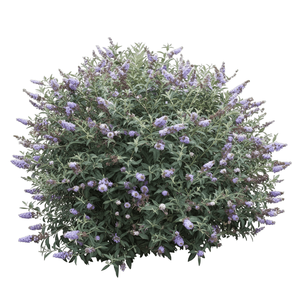 Butterfly Bush, Blue Knight (Buddleia Ppaf 'Blue Knight') - Ground Layers