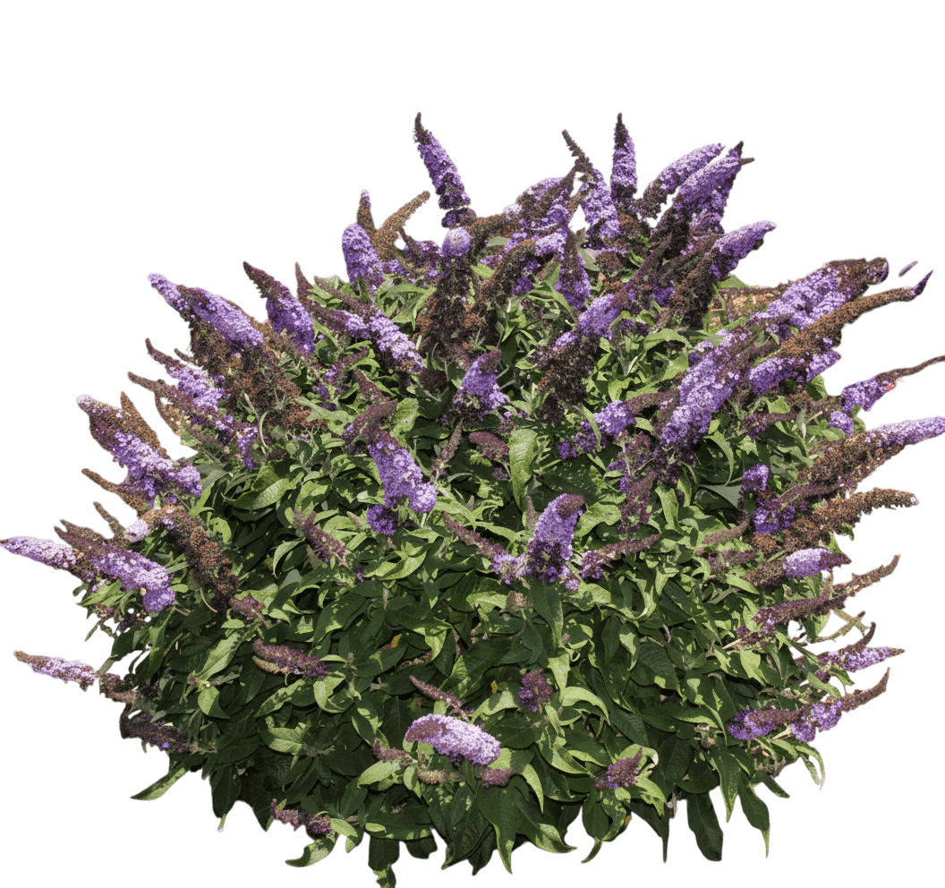 Butterfly Bush (Buddleia Pugster Blue®) - Ground Layers