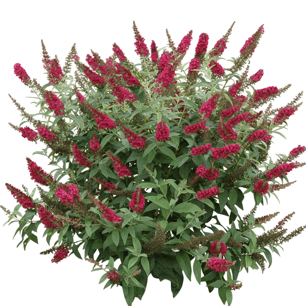 Butterfly Bush, Miss Molly (Buddleia X 'Miss Molly') - Ground Layers