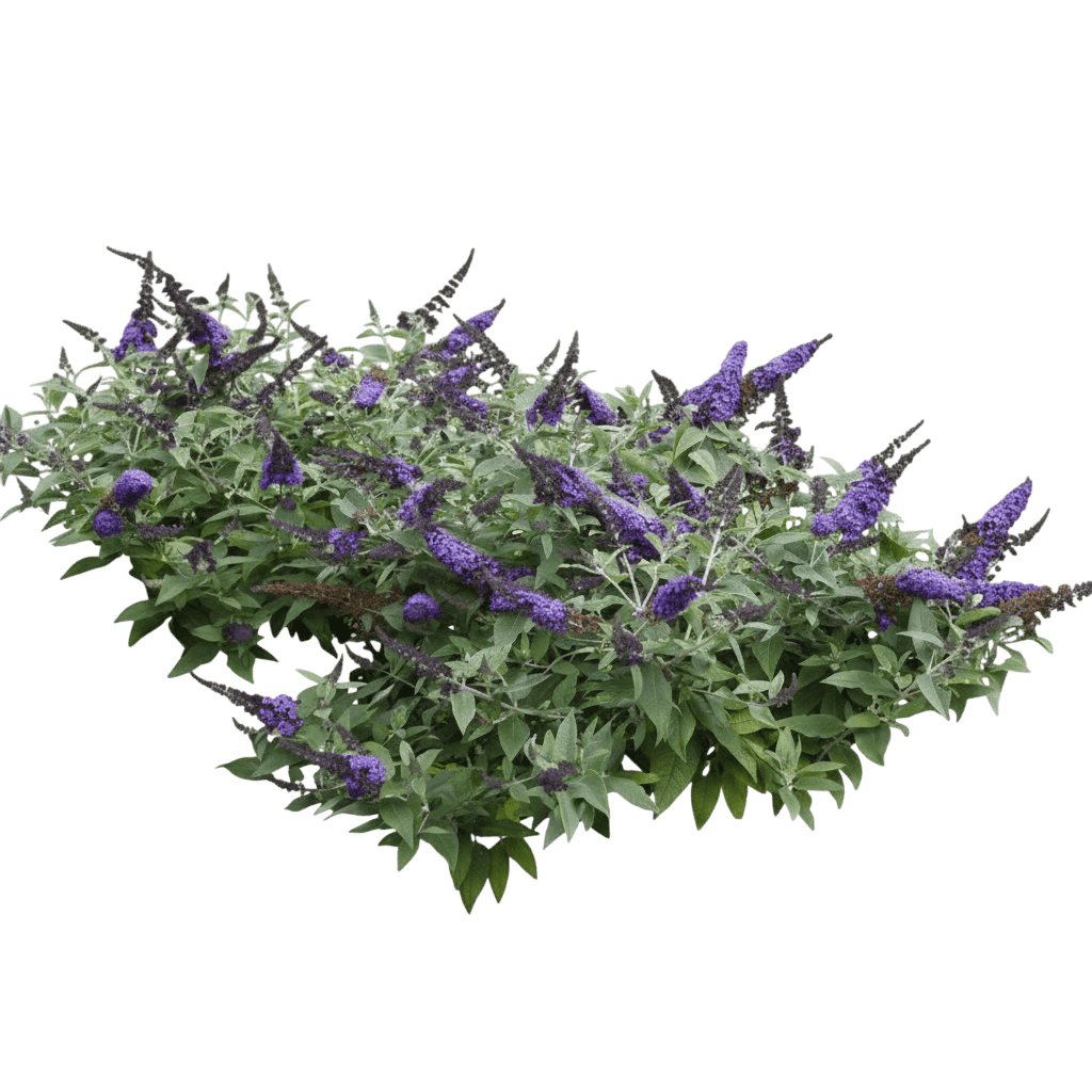 Butterfly Bush, Pugster Blue (Buddleia X 'Smnbdbt') - Ground Layers