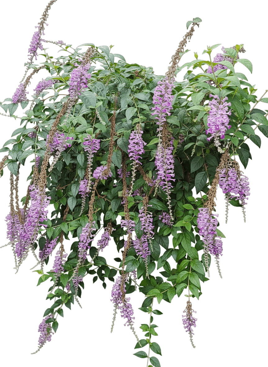 Pugster Blue® Butterfly Bush (Buddleja) - Ground Layers
