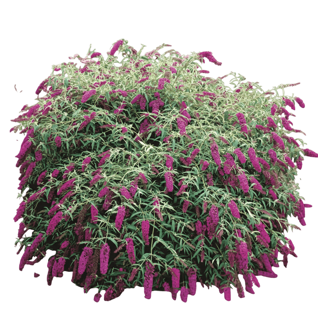 Butterfly Bush, Royal Red (Buddleja Davidii 'Royal Red') - Ground Layers