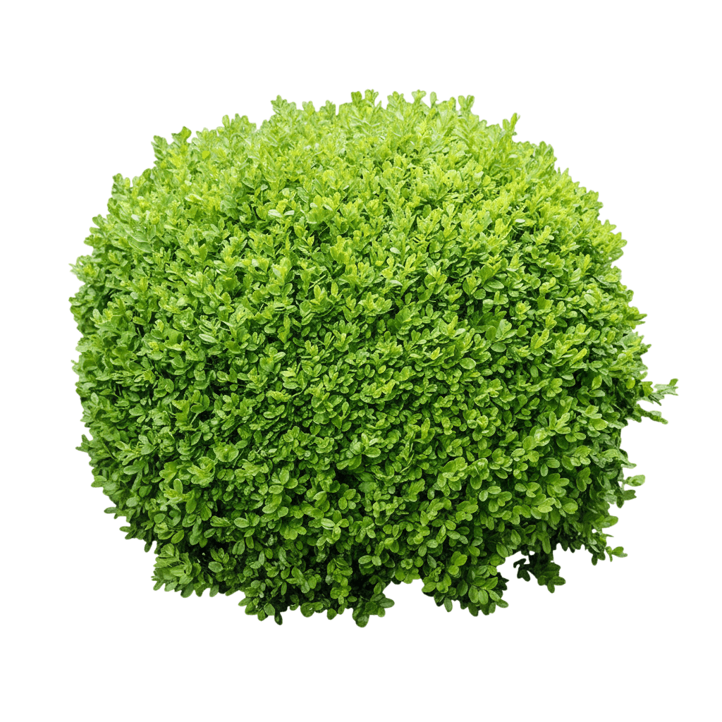 Boxwood, Green Velvet (Buxus ‘Green Velvet’) - Ground Layers