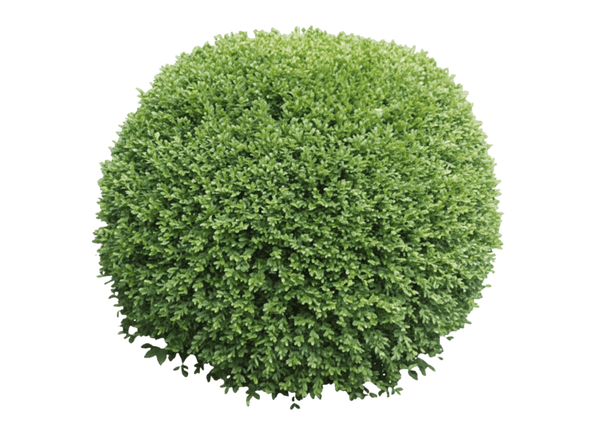 Boxwood, Wintergreen (Buxus Microphylla ‘Wintergreen’) - Ground Layers