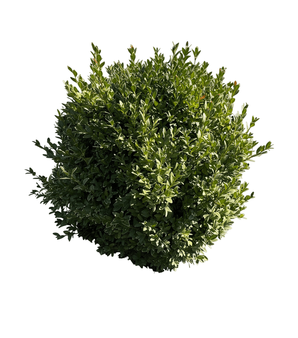 Boxwood, Julia Jane (Buxus Microphylla Koreana ‘Julia Jane’) - Ground Layers