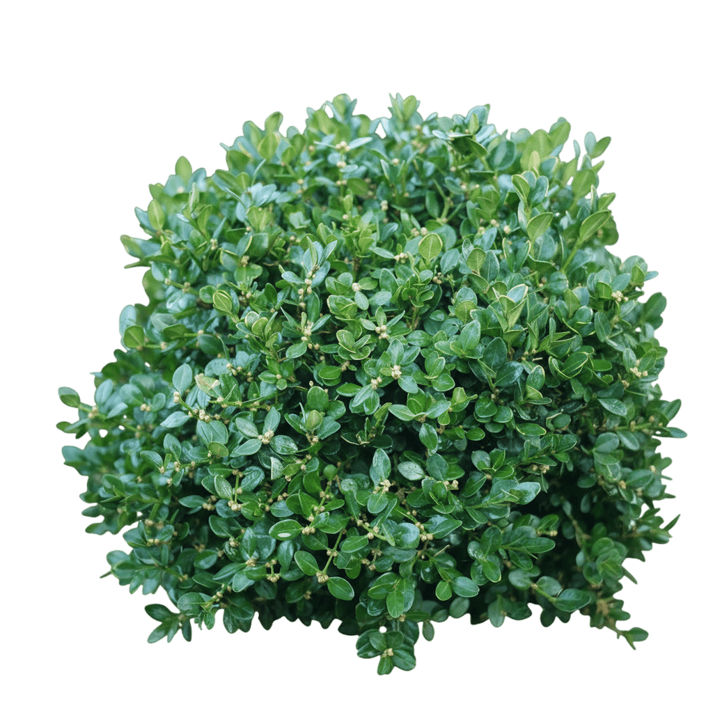 Wintergreen Boxwood (Buxus Microphylla Var. Japonica) - Ground Layers