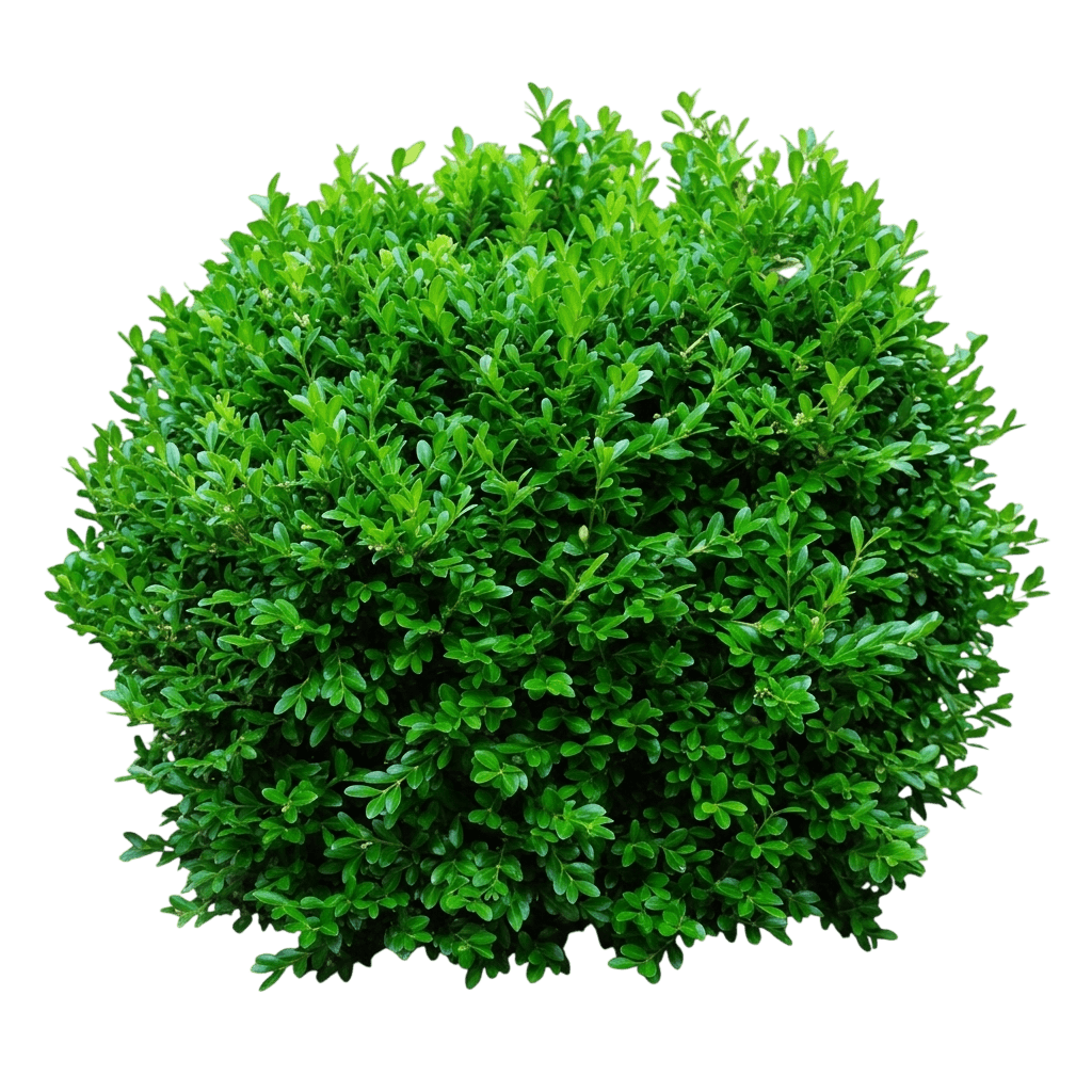 Newgen Independence® Boxwood (Buxus Newgen Independence 'Sb 108') - Ground Layers