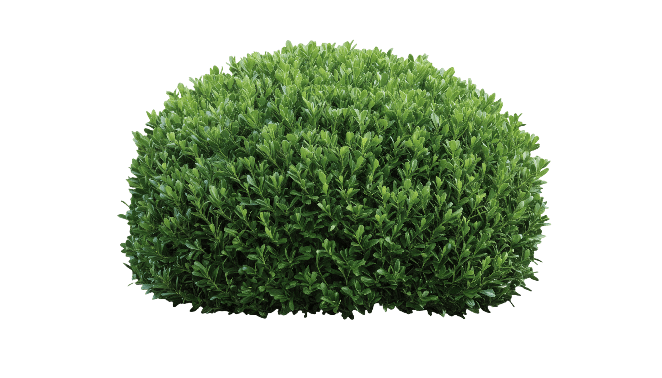 Green Gem Boxwood (Buxus X 'Green Gem') - Ground Layers