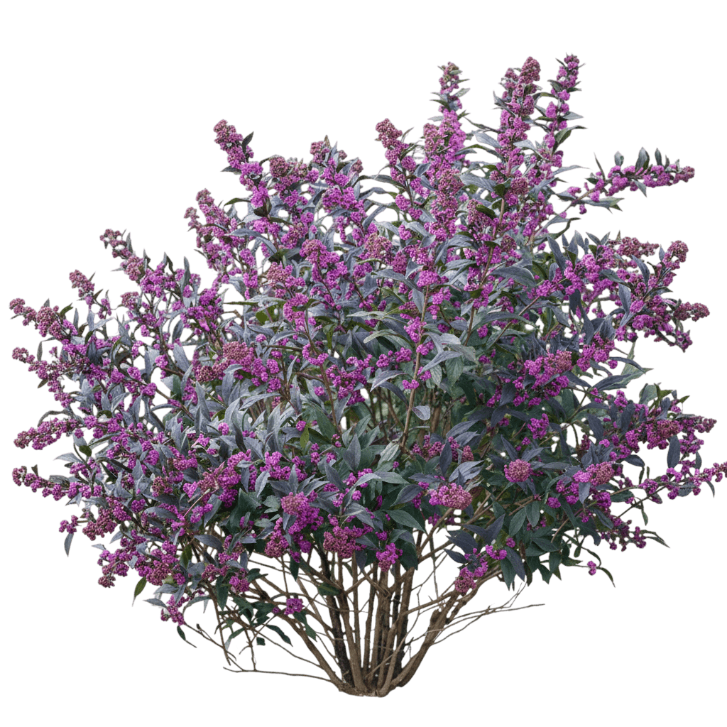 Pearl Glam® Beautyberry (Callicarpa X Pearl Glam 'Nccx2') - Ground Layers