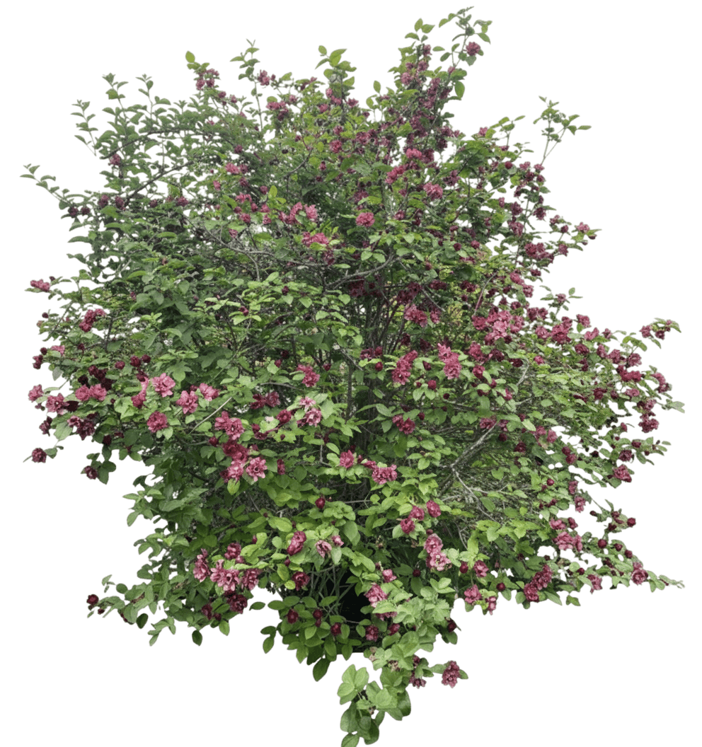 Aphrodite Sweetshrub (Calycanthus X 'Aphrodite') - Ground Layers