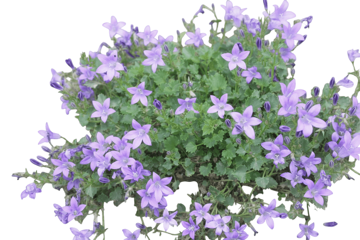 Bellflower, Birch Hybrid (Campanula 'Birch Hybrid') - Perennials