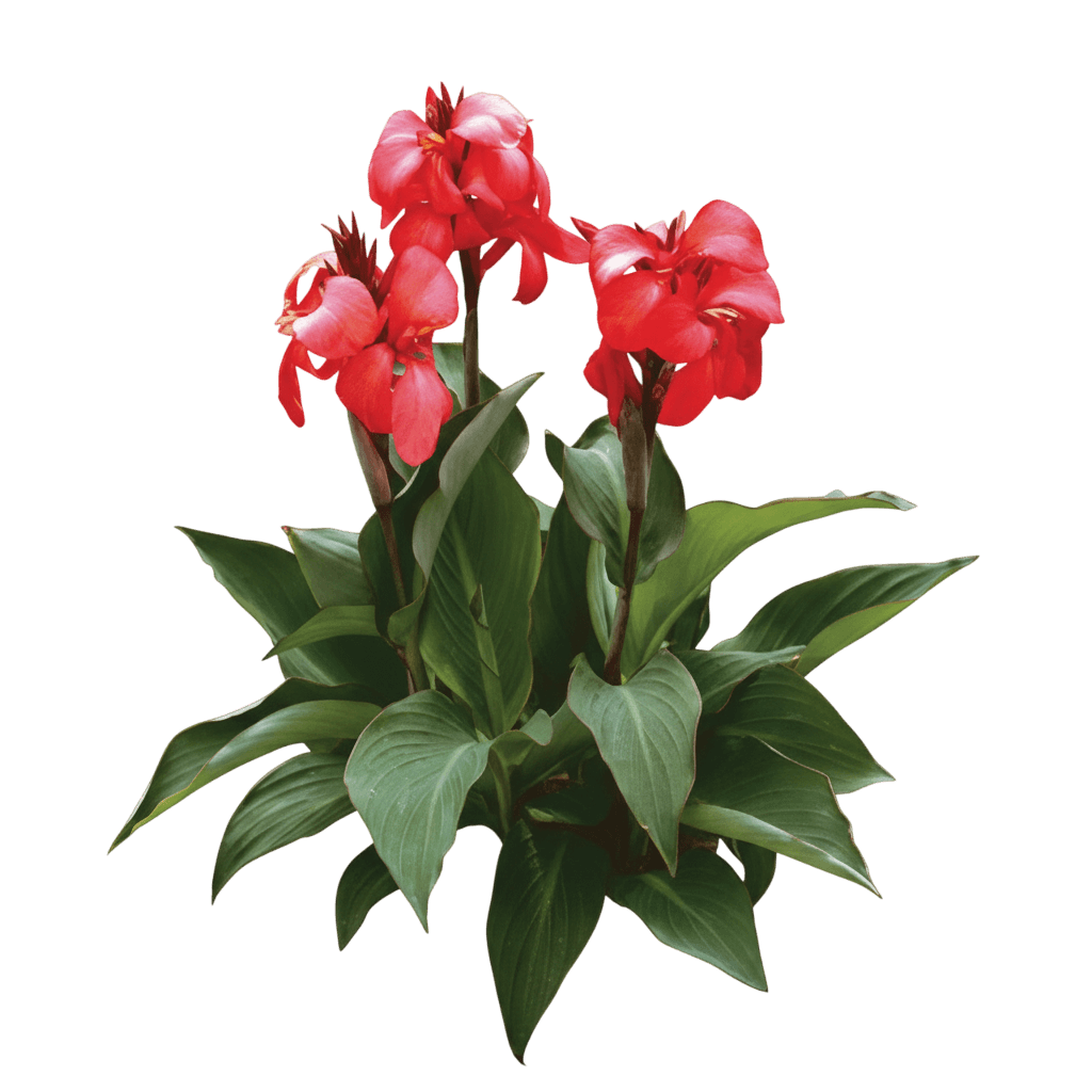 Canna Lily (Canna Cannova® Rose) - Perennials