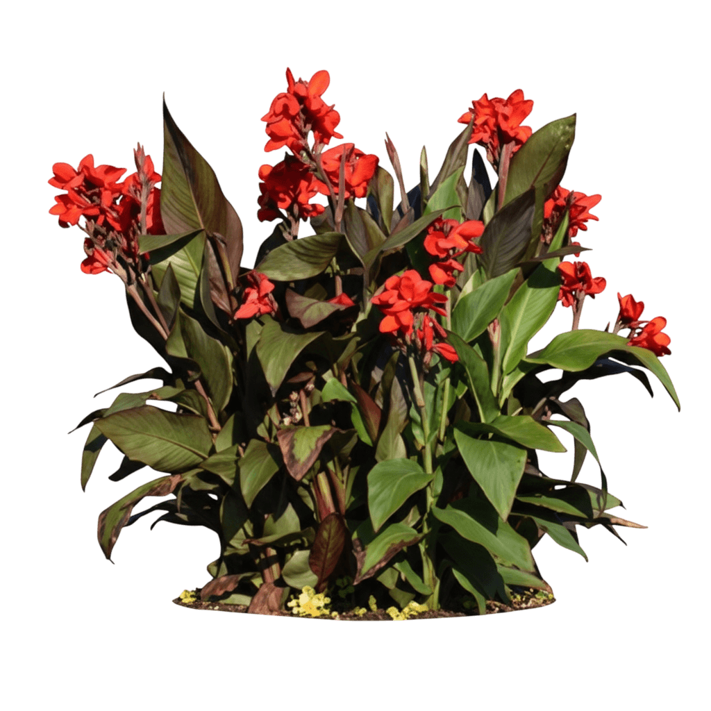 Canna Lily (Canna Cannova® Scarlet) - Perennials