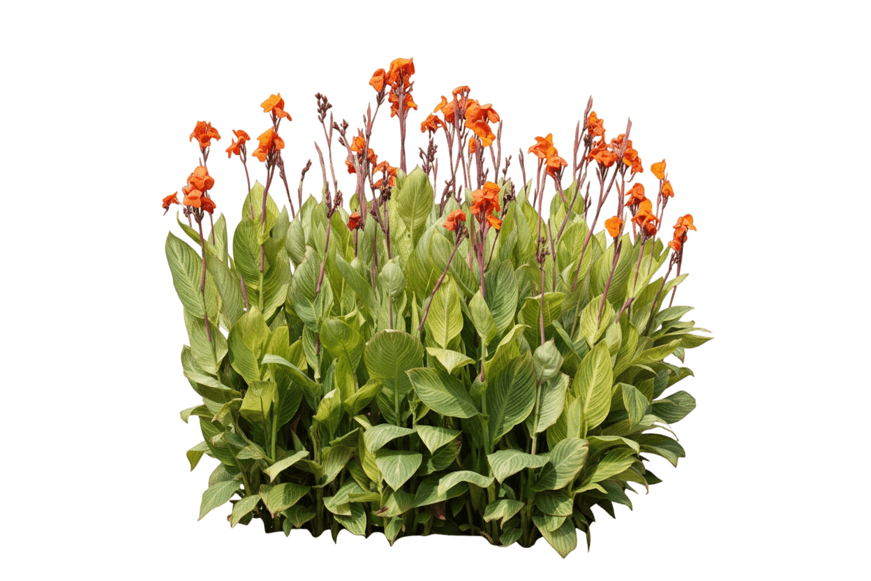 Dwarf Canna Lily, Bengal Tiger Lily (Canna 'Pretoria') - Perennials