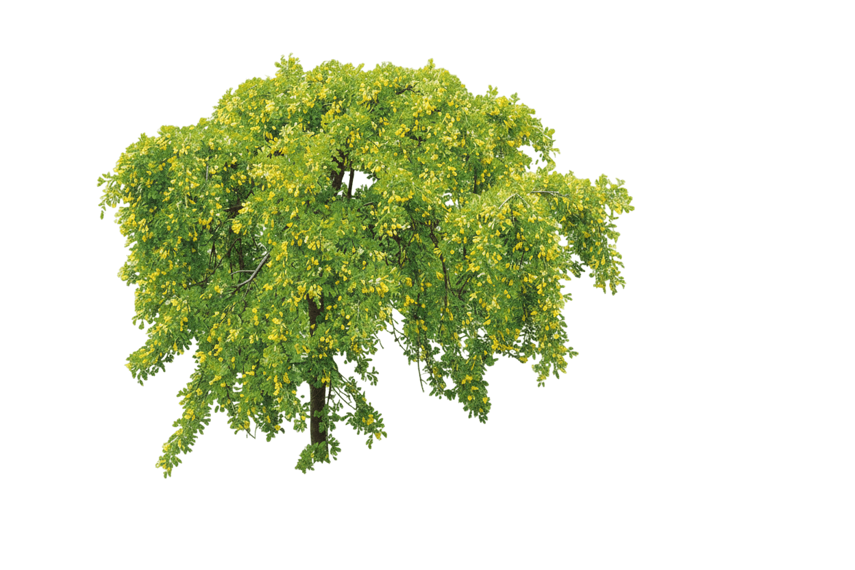 Peashrub, Creeping (Caragana Arborescens 'Pendula') - Ground Layers