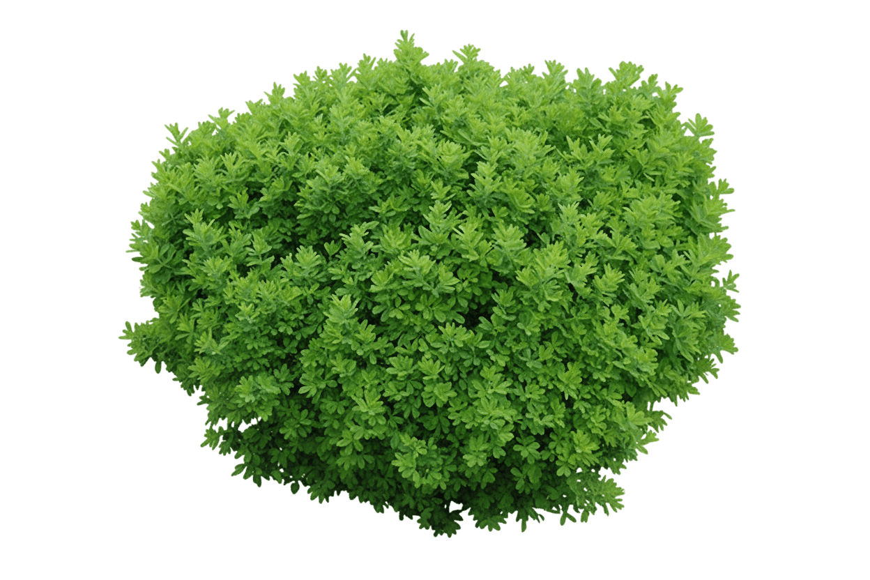 Peashrub, Globe (Caragana Frutex 'Globosa') - Ground Layers