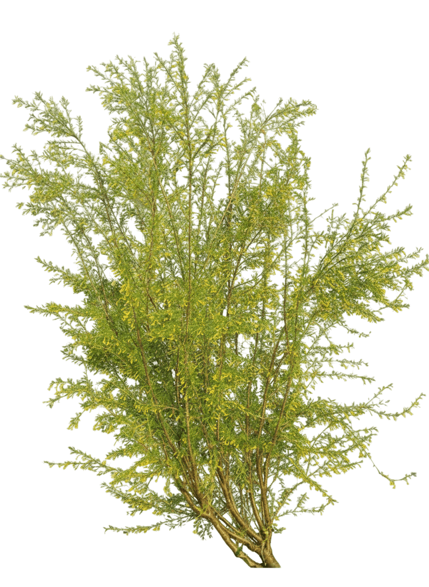 Peashrub, Tidy (Caragana Microphylla 'Tidy') - Ground Layers