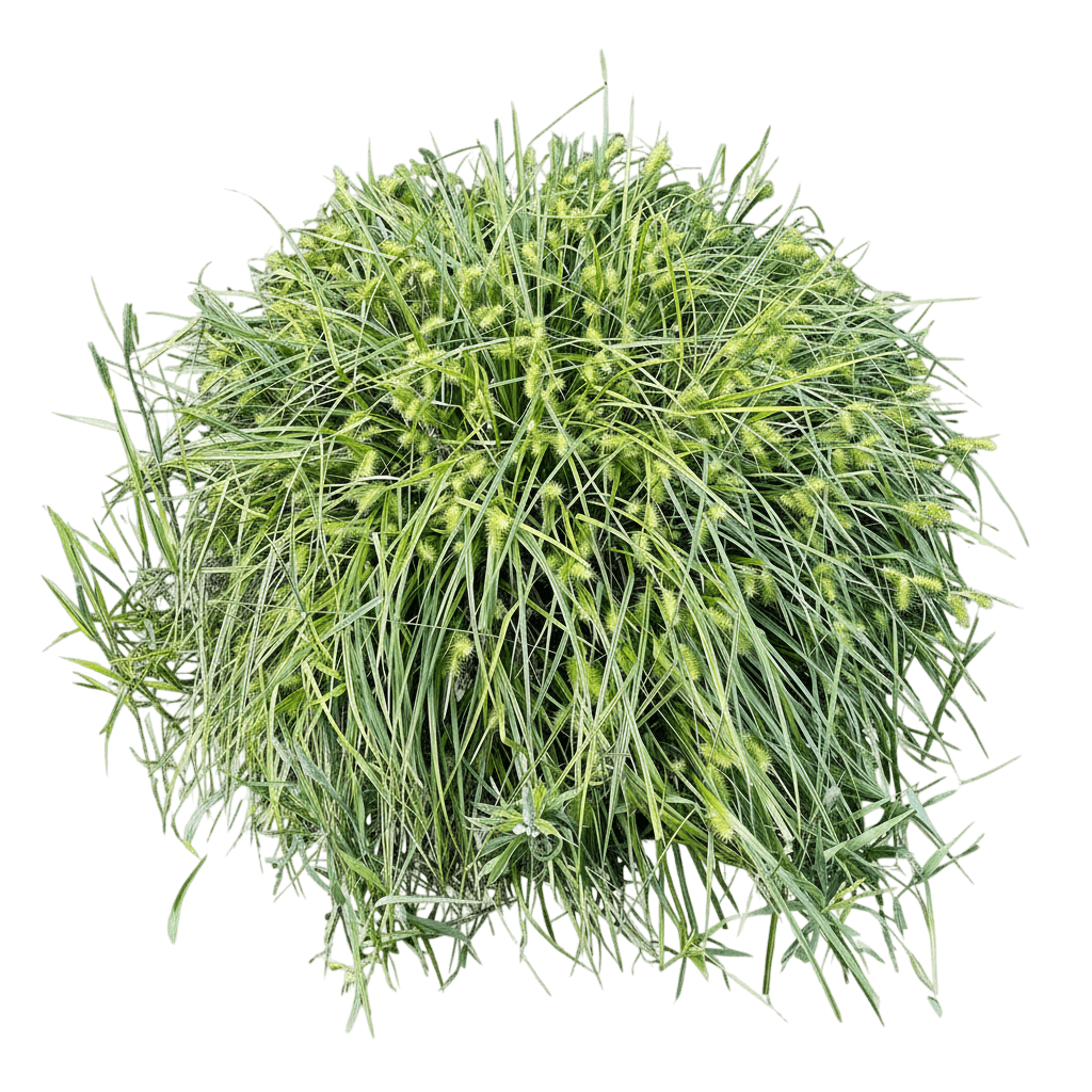 Lurid Sedge (Carex Lurida) - Grasses