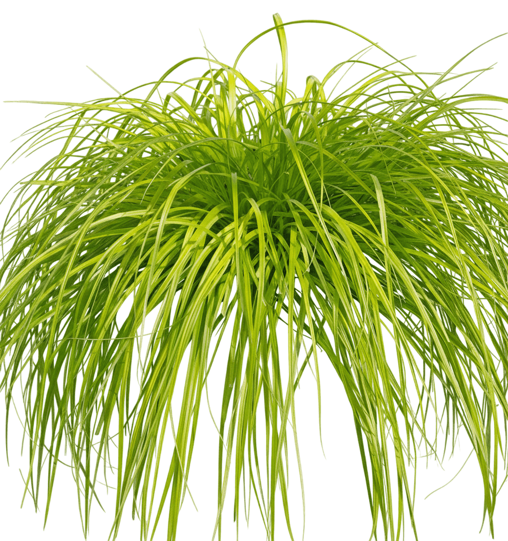 laîche d'Oshima (Carex Oshimensis Evercolor 'Everoro') - Plantes vivaces
