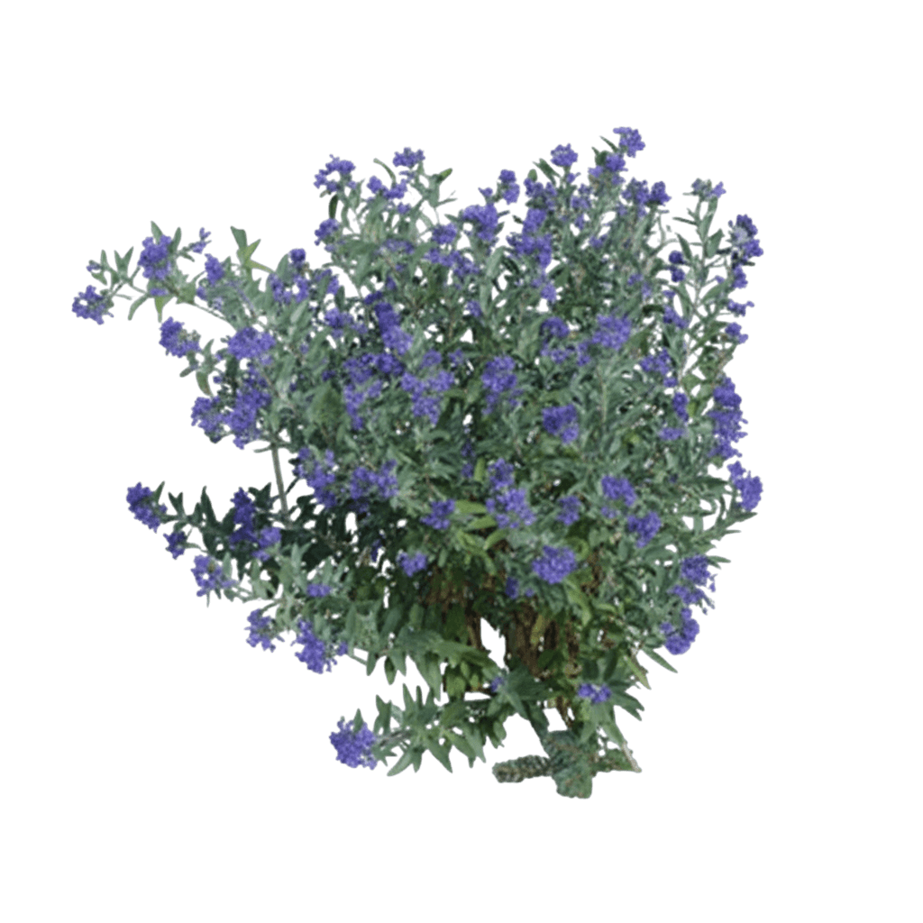 Blue Beard (Caryopteris 'First Choice') - Ground Layers