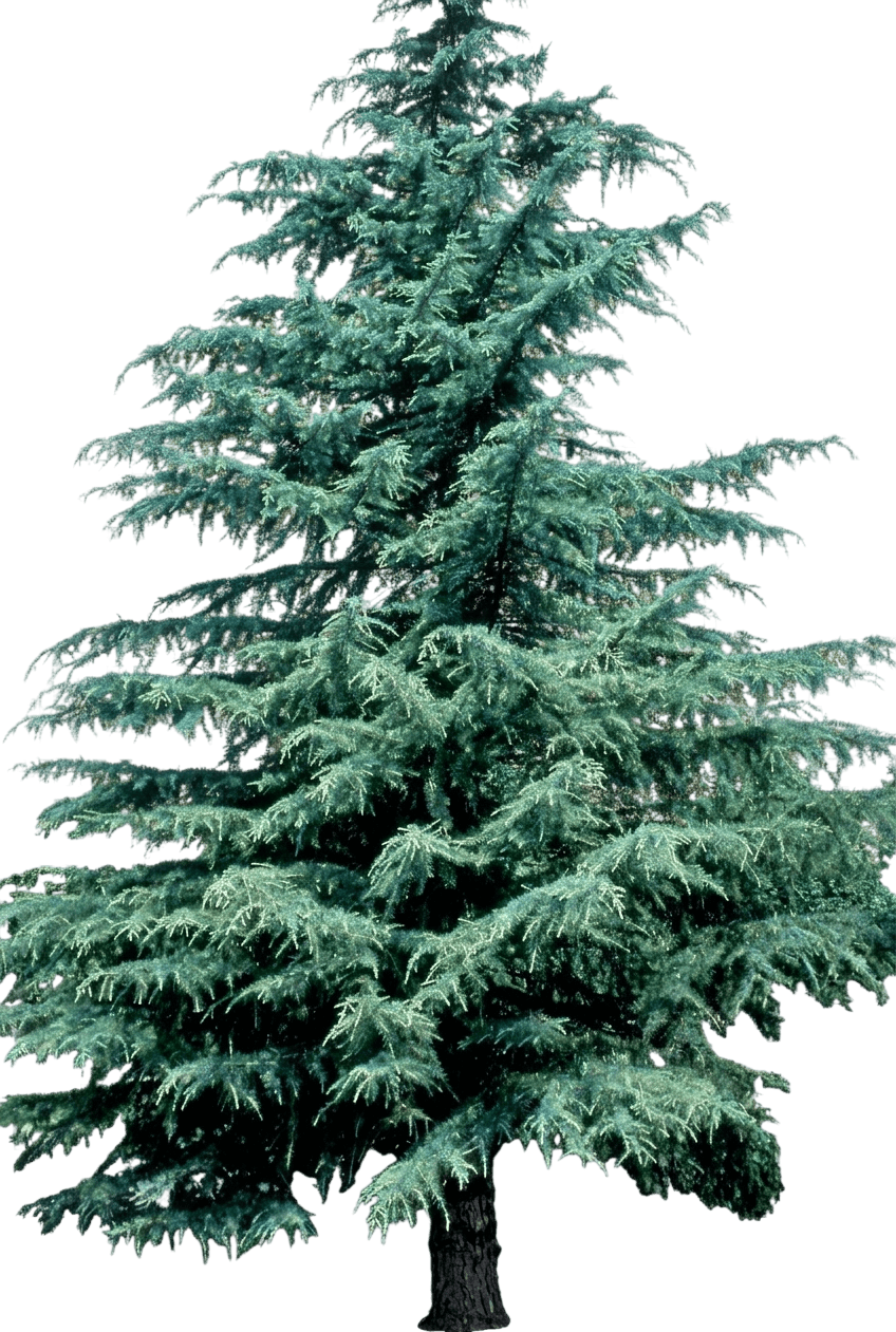 Electra Blue Himalayan Cedar (Cedrus Deodara 'Electra Blue') - Evergreen Trees