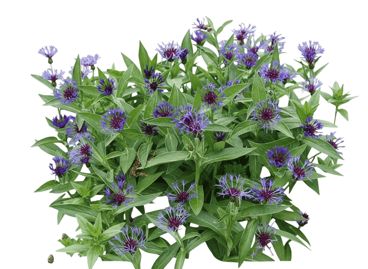 Perennial Cornflower, Bachelor Button (Centaurea Montana) - Perennials