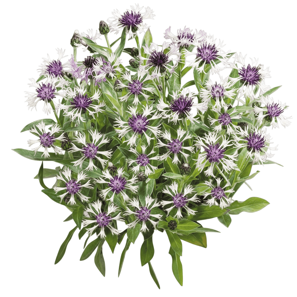 Amethyst In Snow Perennial Cornflower (Centaurea Montana 'Amethyst In Snow') - Perennials