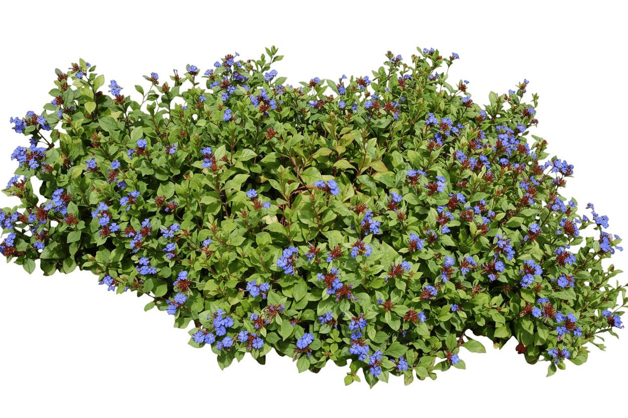 Lead Wort (Ceratostigma Plumbaginoides) - Perennials