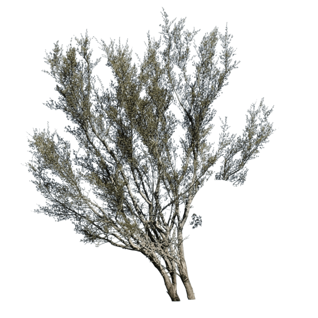 Mahogany, Hairy Mountain (Cercocarpus Breviflorus) - Ground Layers