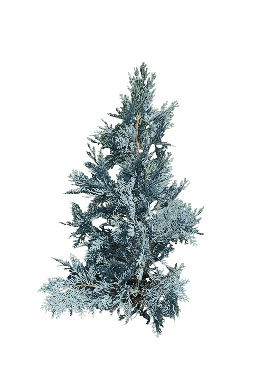 Azurea Lawson Cypress (Chamaecyparis Lawsoniana ‘Azurea’) - Evergreen Trees