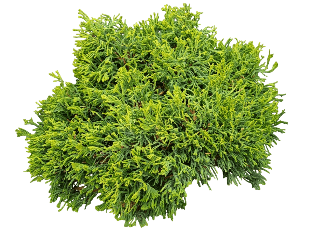 Dwarf Slender Hinoki Falsecypress (Chamaecyparis Obtusa 'Nana Gracilis') - Ground Layers