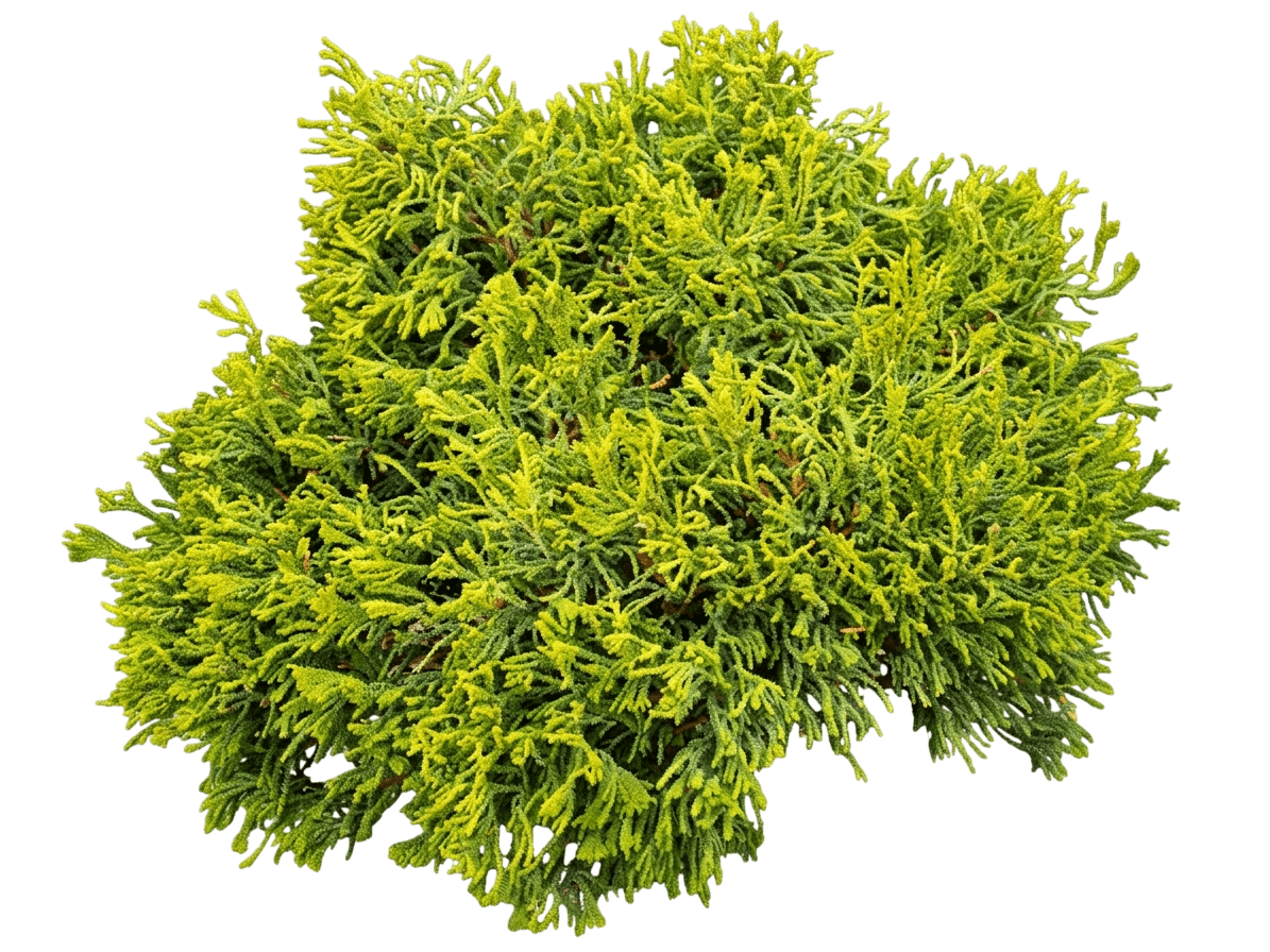 Nana Lutea Dwarf Hinoki Falsecypress (Chamaecyparis Obtusa 'Nana Lutea') - Ground Layers