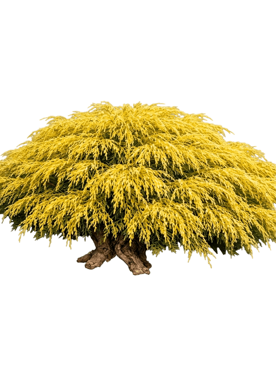 Curly Tops Falsecypress (Chamaecyparis Pisifera 'Curly Tops') - Evergreen Trees