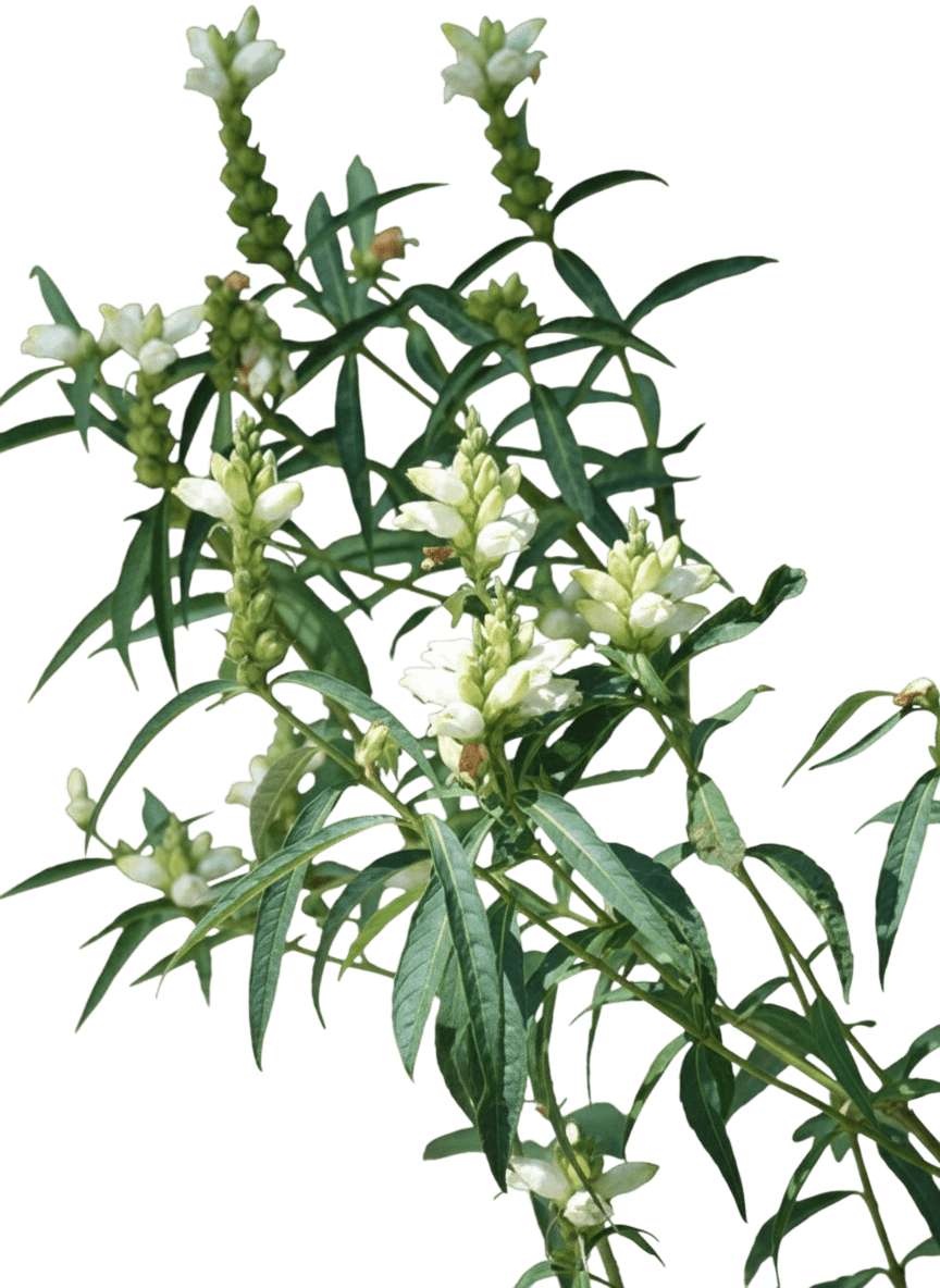 White Turtlehead (Chelone Glabra) - Perennials