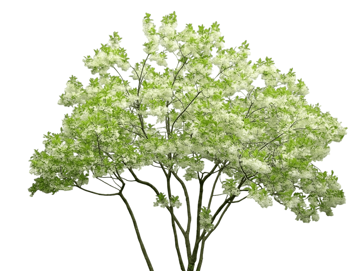 White Fringe Tree (Chionanthus Virginicus) - Flowering Trees