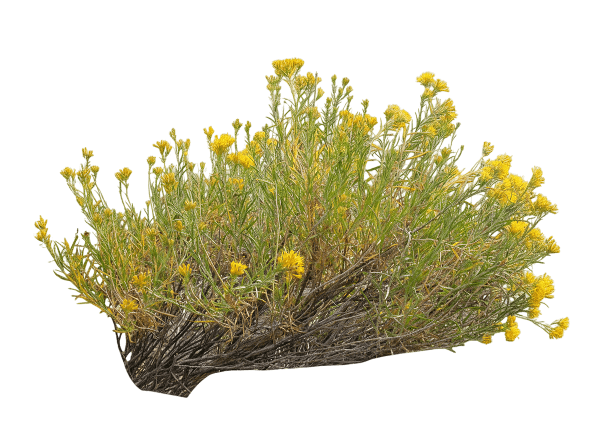 Rabbitbrush, Tall Green (Chrysothamnus Nauseosus Graveolens) - Ground Layers