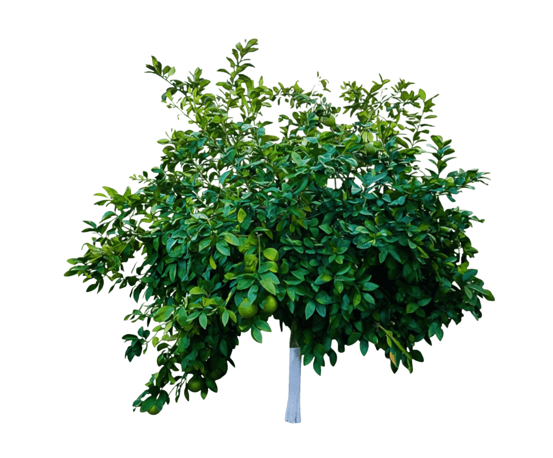 Key Lime Shrub (Citrus Aurantifolia) - Ground Layers