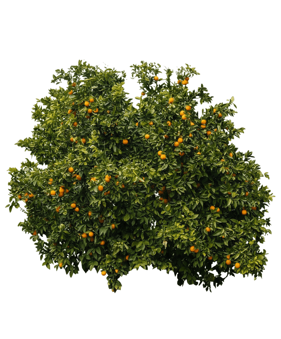 Owari Satsuma Tree (Citrus Reticulata 'Owari') - Fruit Trees