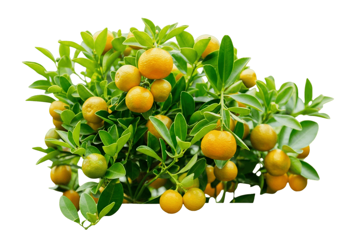 Genoa Lemon Tree (Citrus X 'Genoa') - Fruit Trees