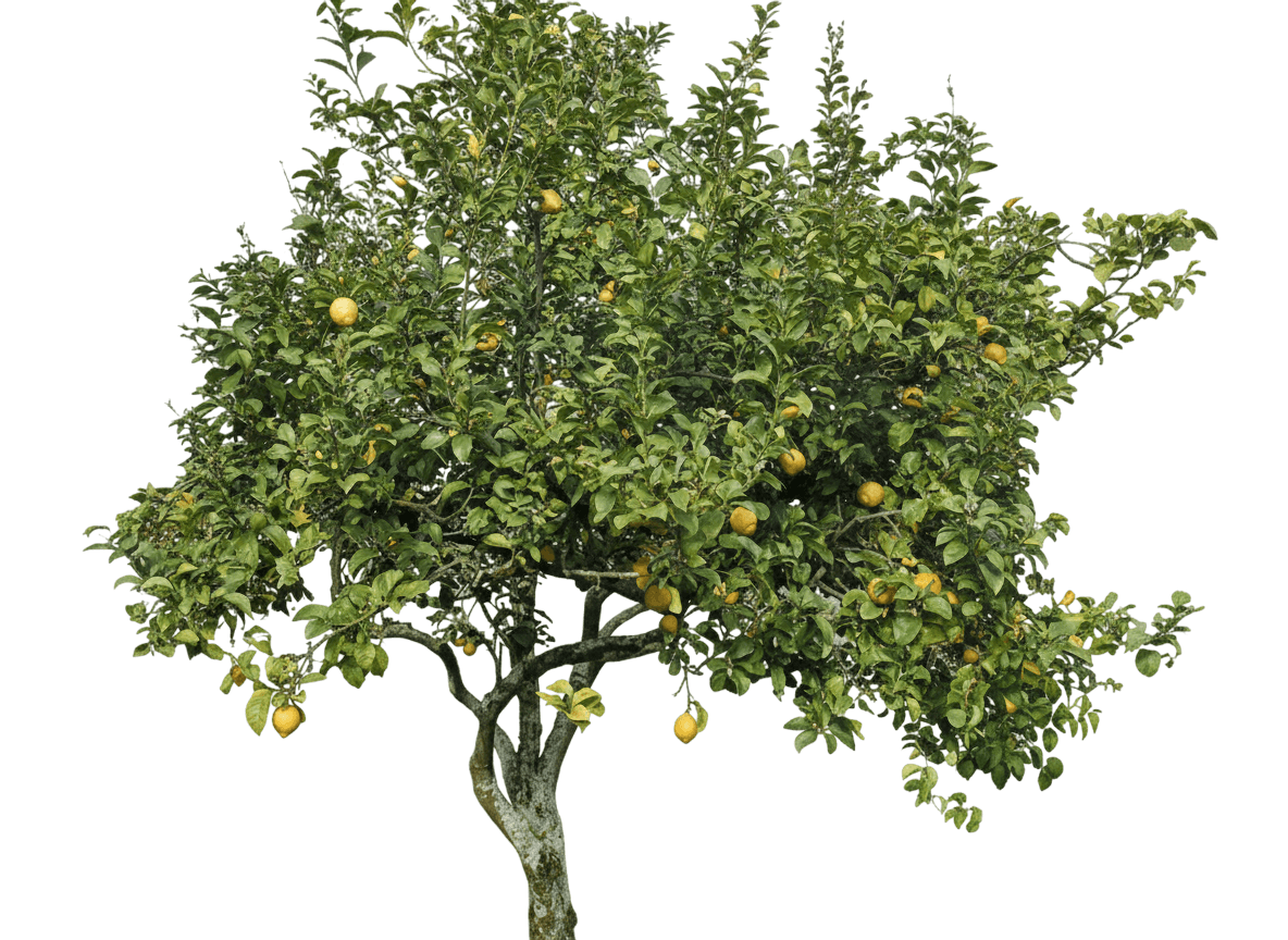 Ponderosa Lemon Tree (Citrus X Limon 'Ponderosa') - Fruit Trees