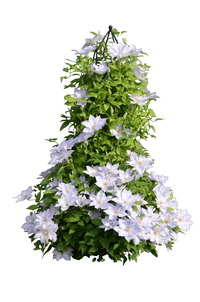 Boulevard® Tranquilité™ Clematis (Clematis 'Evipo111(N) Tranquilité) - Perennials