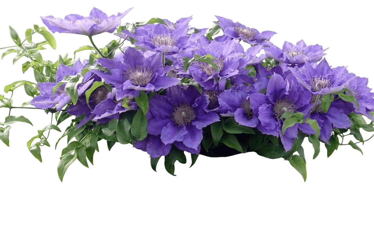 Bijou™ Clematis (Clematis Bijou 'Evipo030') - Perennials