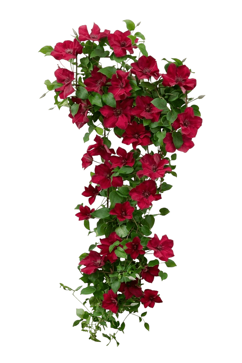 Boulevard® Nubia™ Clematis (Clematis Boulevard Nubia 'Evipo079') - Perennials
