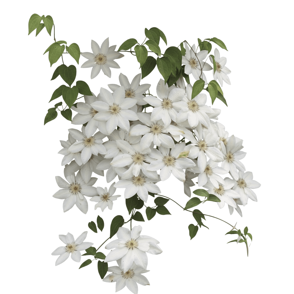 Hybrid Clematis (Clematis 'Henryii') - Perennials