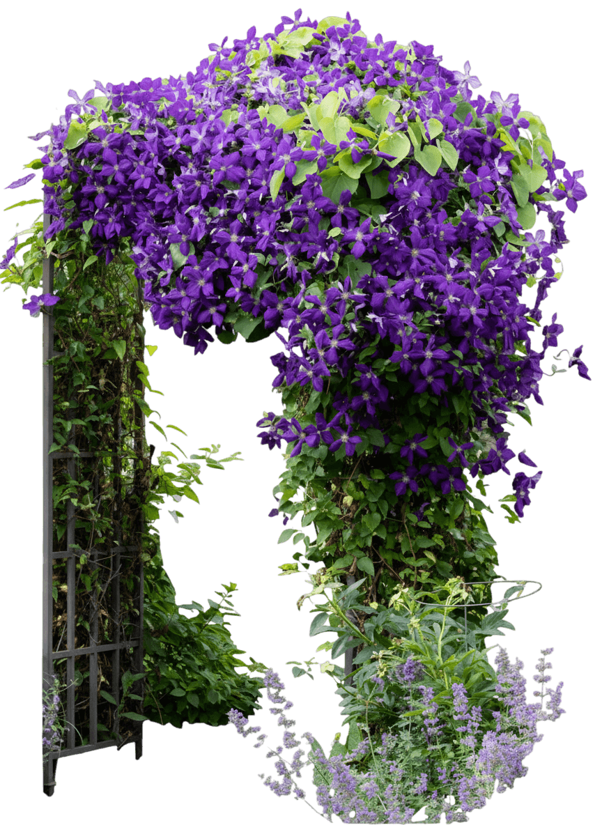 Hybrid Clematis (Clematis 'Jackmanii') - Perennials