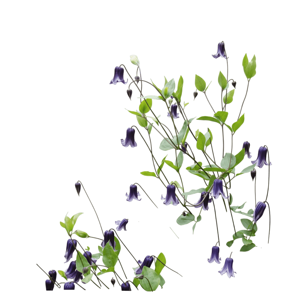 Hybrid Clematis (Clematis 'Rooguchi') - Perennials