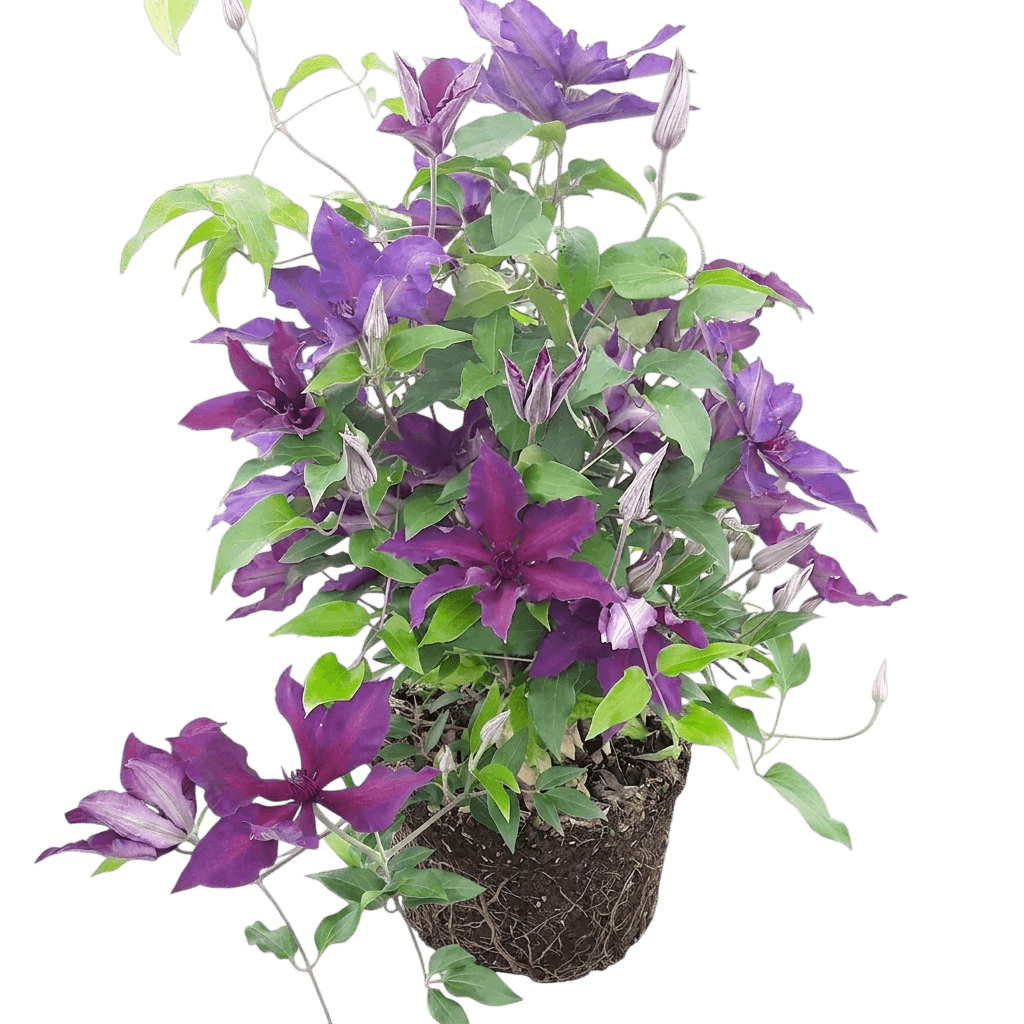 Fleuri™ Clematis (Clematis Fleuri 'Evipo042') - Perennials
