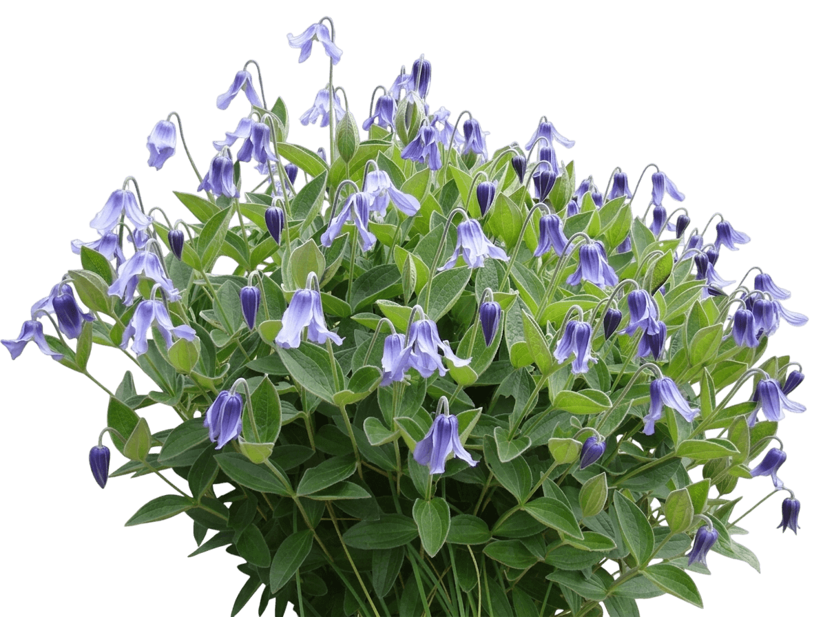 Solitary Clematis (Integrifolia) (Clematis Integrifolia) - Perennials