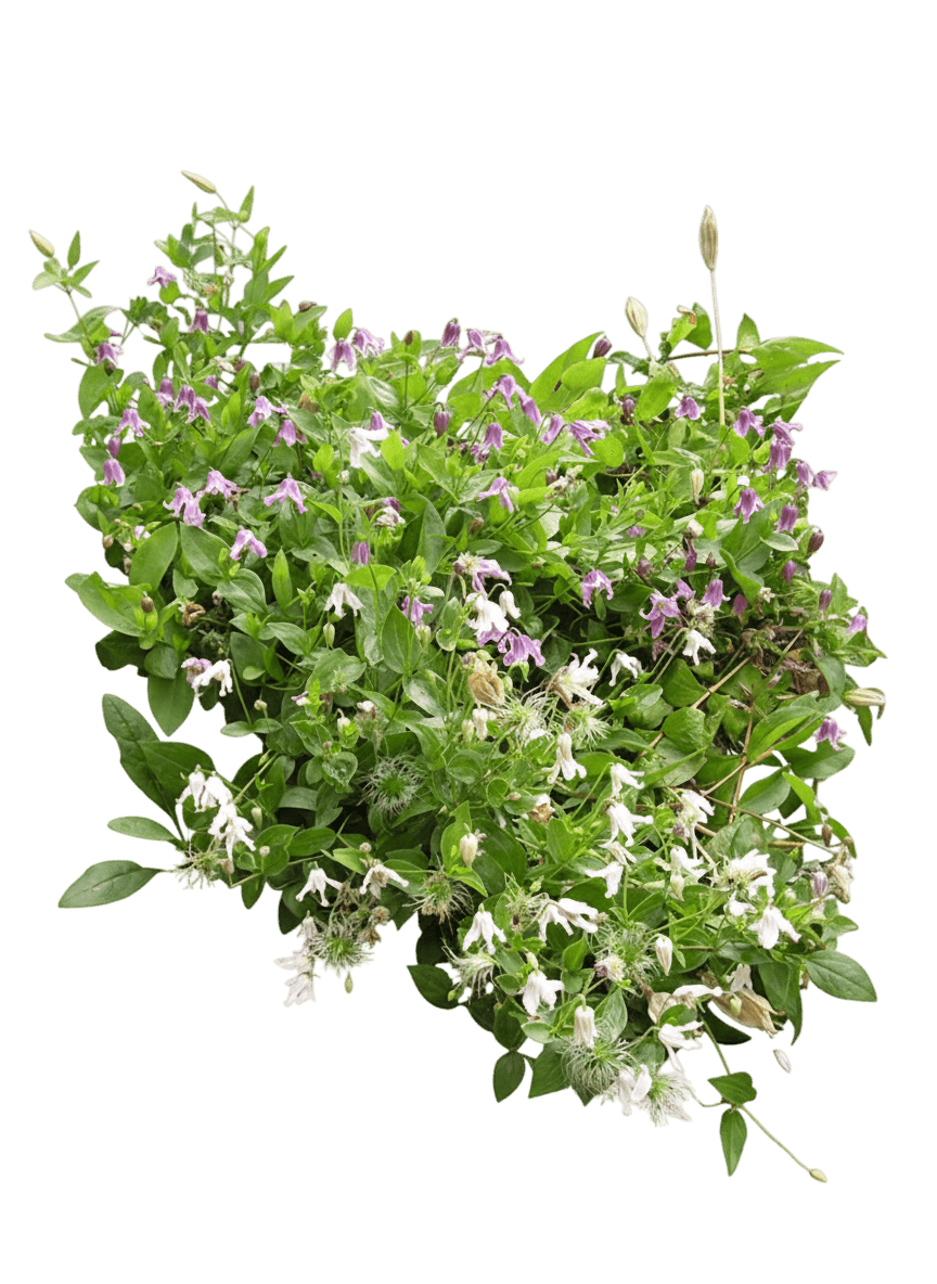 Clematis, Mongolian Bells (Clematis Integrifolia ‘Psharlan’) - Perennials